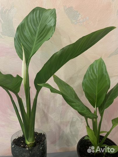 Спатифиллум