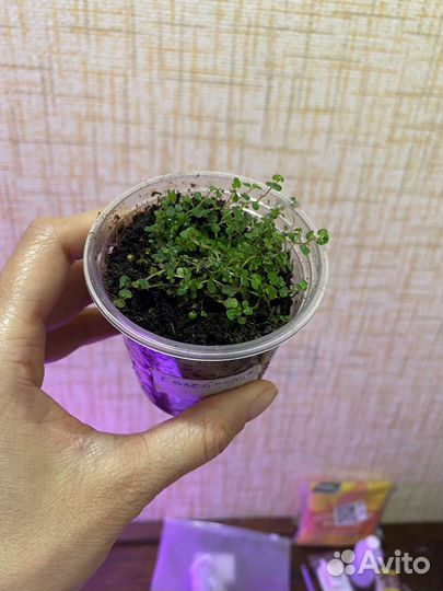 Солейролия