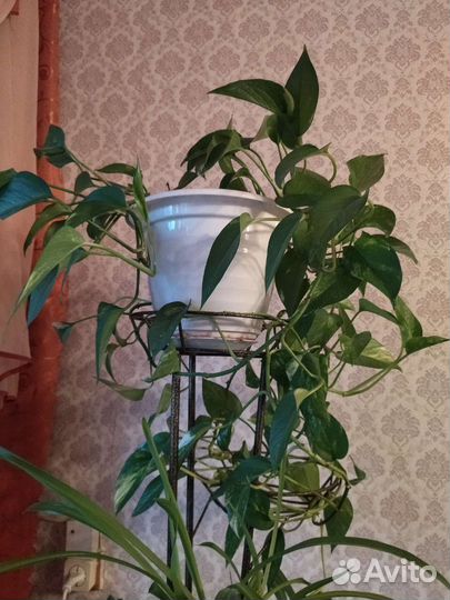 Сциндапсус