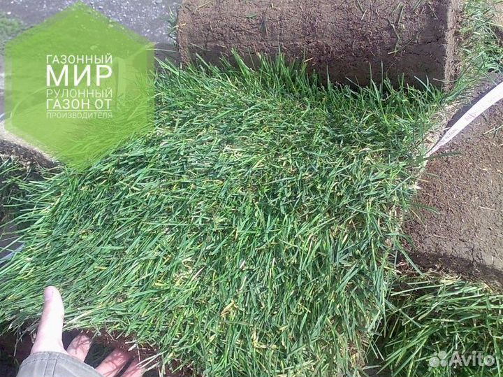 Рулонный газон