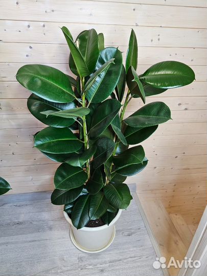 Фикус эластика Робуста 3 ствола