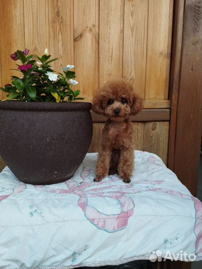 Той-пудель мини