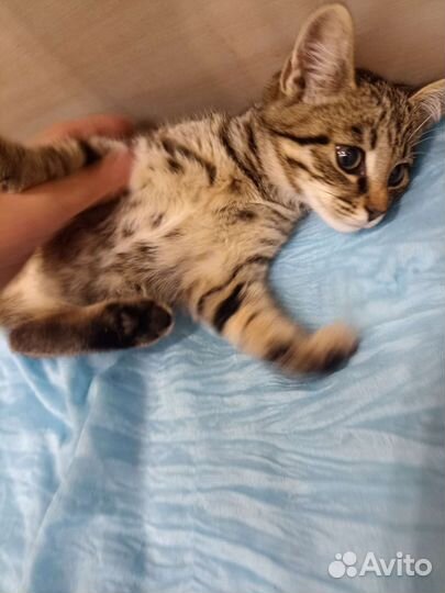 Котенок в добрые руки