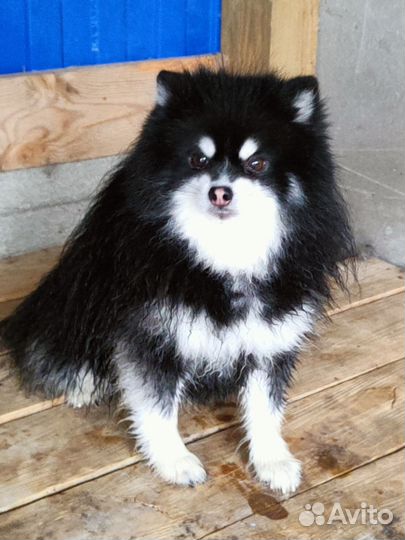 Мальчик мини хаски помски