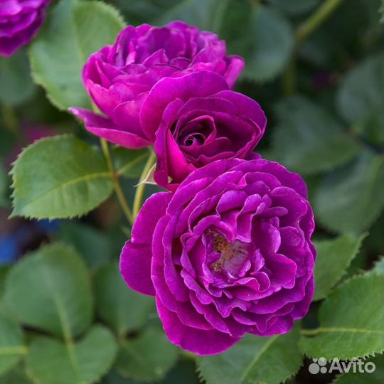 Роза Минерва саженцы