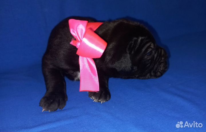 Щенки Кане Корсо