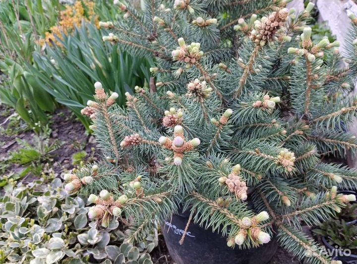 Ель Руби Тиадропс