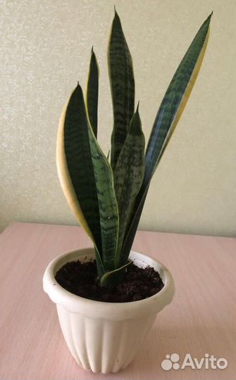 Сансевиерия Лауренти
