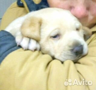 Крутые -дворняжки