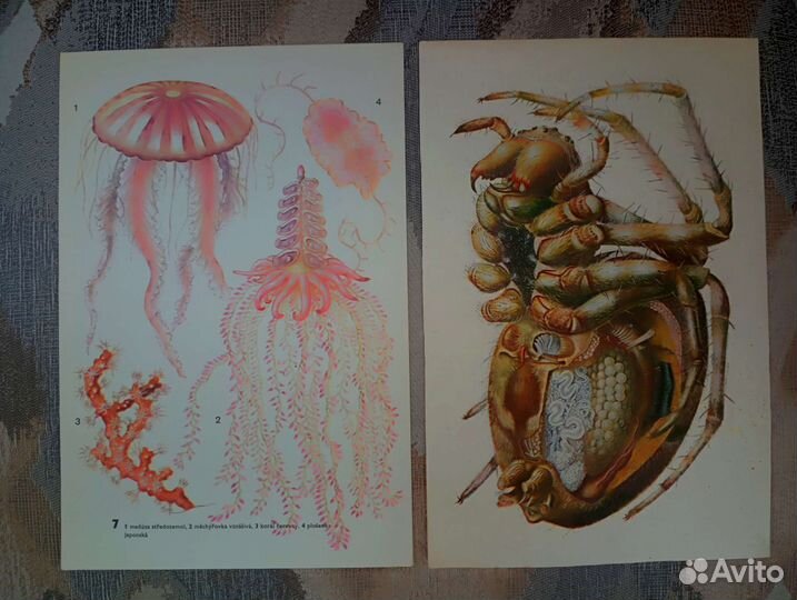 Винтажные иллюстрации 23*15,5 см