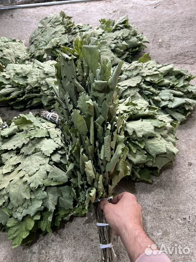 Дубовые веники для бани