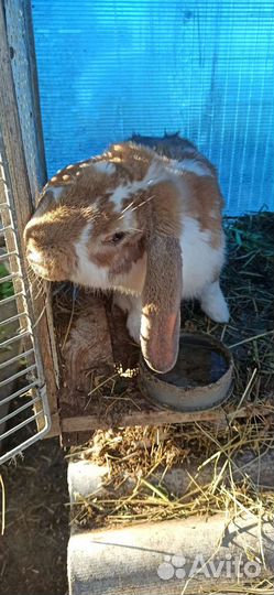 Кролики французский баран