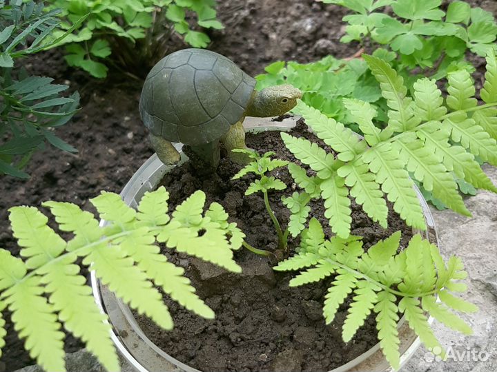 Папоротник садовый