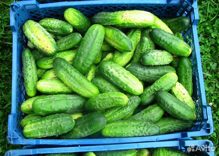 Огурцы свежие, открытого грунта, 5 кг