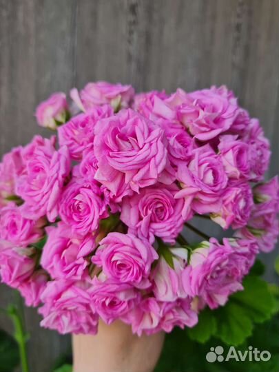 Пеларгония (ю-мерлезон2)