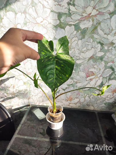 Сингониум панда