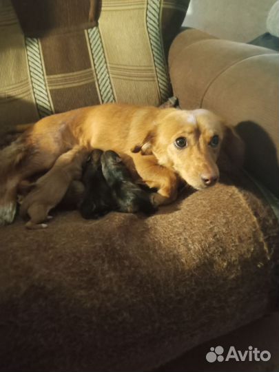 Мелкая собака в добрые руки