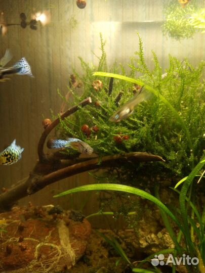 Растения, рыбки, ампулярии