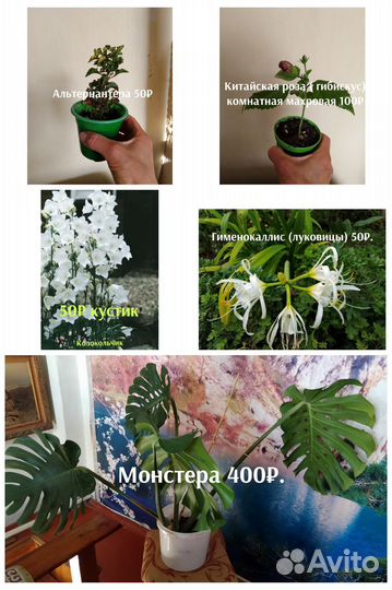 Комнатные и садовые растения