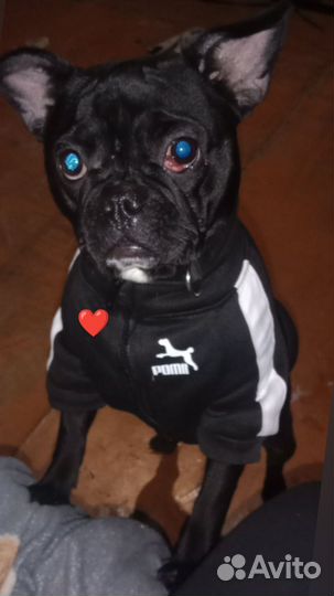 Продам собаку французского бульдогп