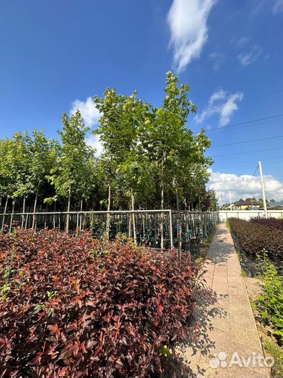 Клен сахаристый 3-3.5 м