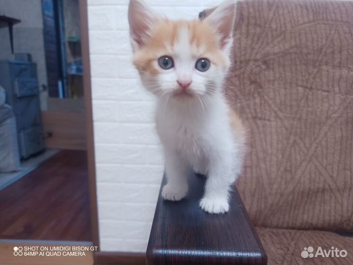 Кошка в дар