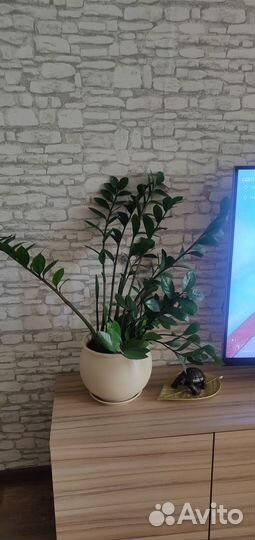 Продам комнатное растение