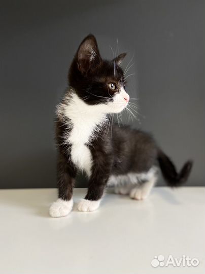 Кошечка девочка в добрый руки 2 мес