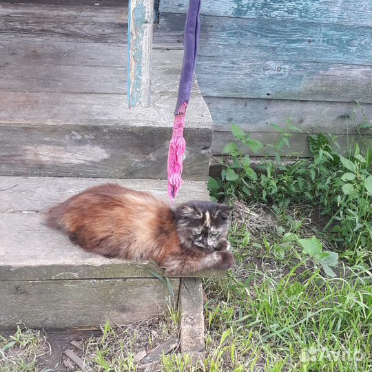 Котята ищут дом