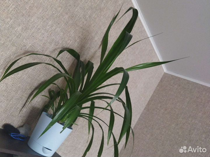 Пальма панданус