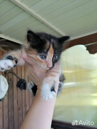 Кошка в дар