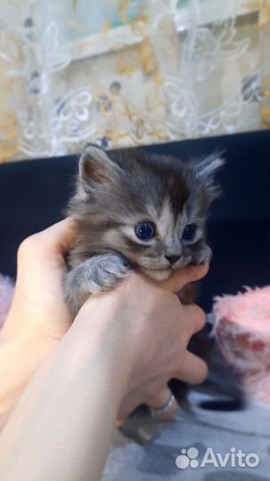 Котята