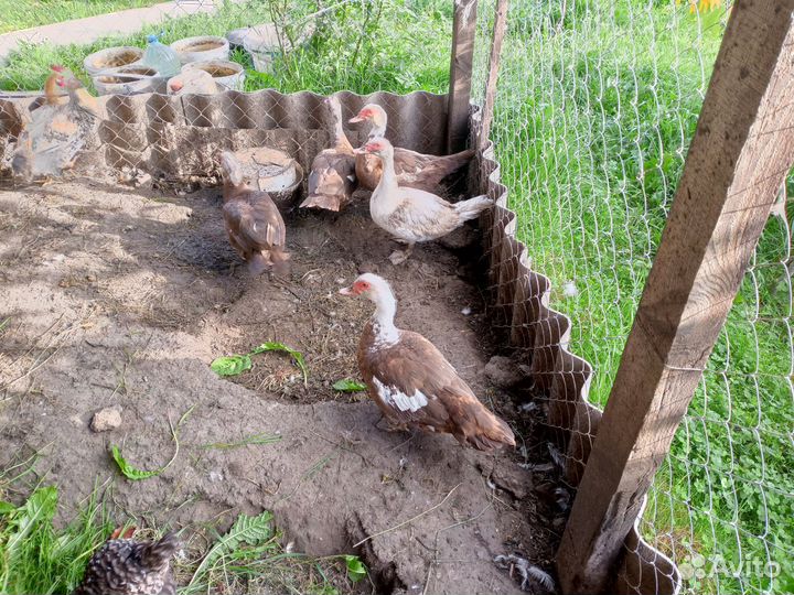 Мускусные утки индоутки индоутята