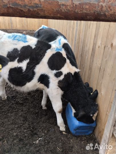 Корова дойная и бычки телята