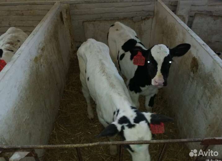 Телята бычки