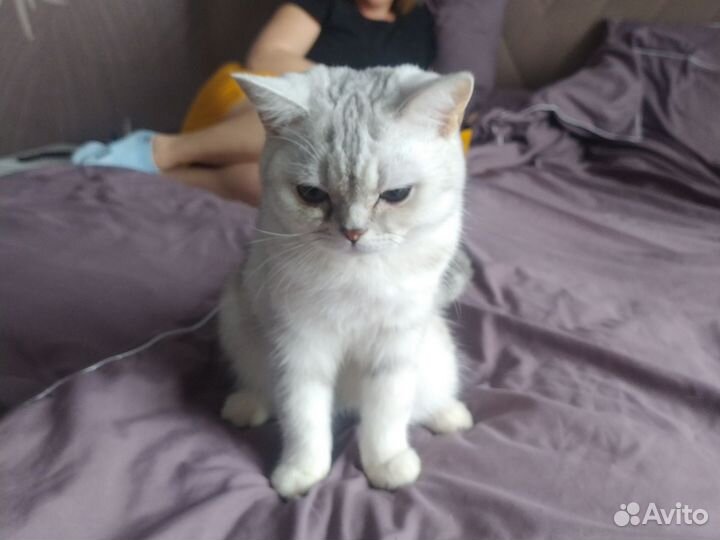 Британская кошка