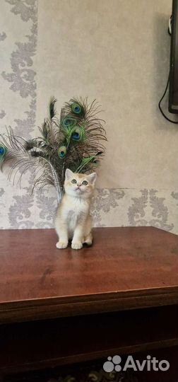 Золотая шиншилла