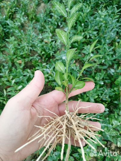 Самшит сеянцы