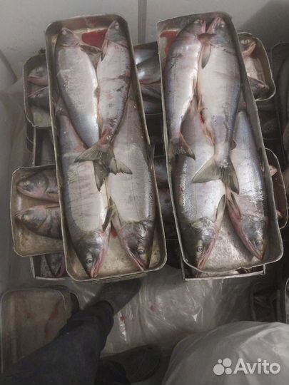 Кета свежемороженная розница