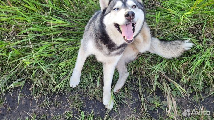 Сибирский хаски