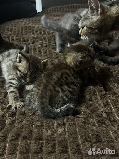 Шотландские котята