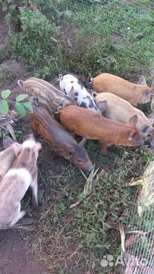 Поросята мангалицы