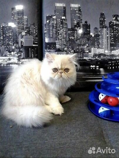 Котёнок 3 мес