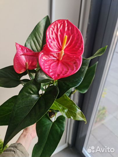 Антуриум розовый Калифорния