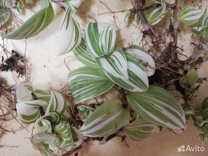 Традесканция