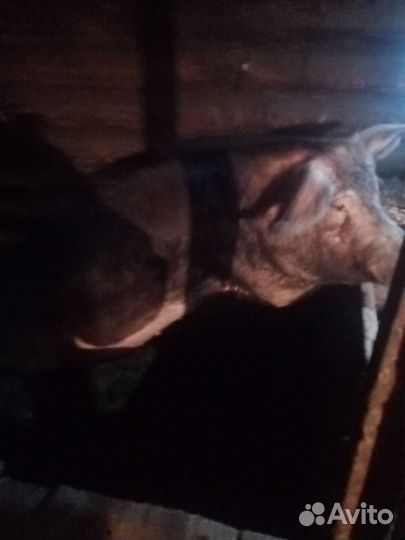 Кабан дюрок