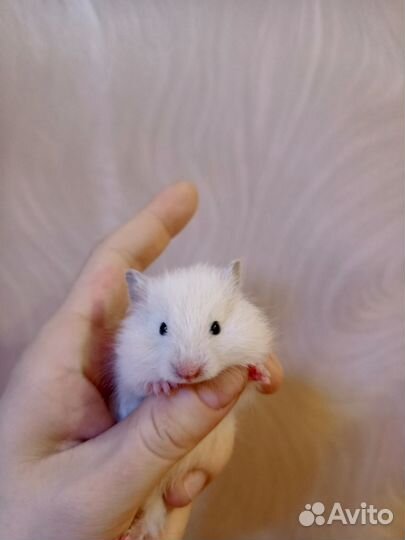 Сирийский(ангорский)хомяк