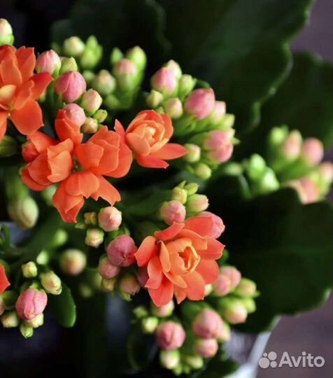 Каланхоэ розовый,красный, желтый
