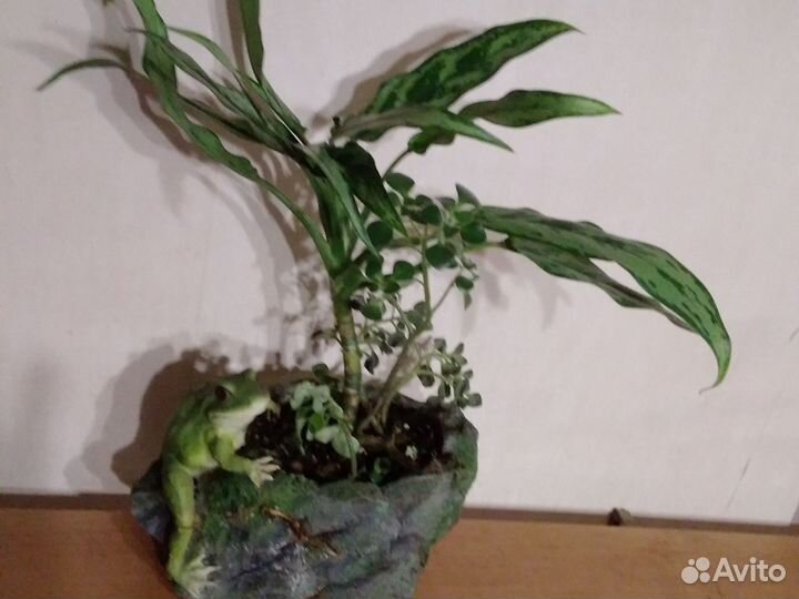 Бонсаи, актуально