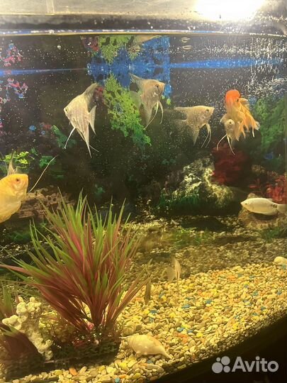 Аквариумные рыбки